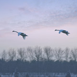 Swans
